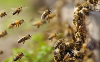 失王的中蜂群怎样处理，可介入新王并急造王台