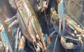 养殖的小龙虾是不是比野生的干净，人工养殖的水质条件更好