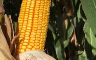 航研8099玉米种子特点,适宜种植密度4500株/亩