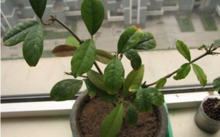 桂花的叶子掉光了还能成活吗，只要根部没受损便可活