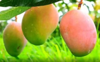 怎么看芒果熟没熟，催熟方法非常多