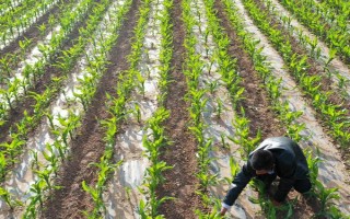 玉米的种植密度，每亩地可种植4000株左右