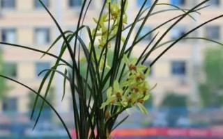 兰花叶尖发黑如何处理，可采取遮光、喷水等措施