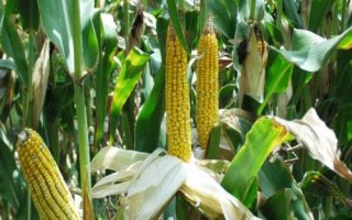 粒隆508玉米种子特点,后期注意防治叶斑病