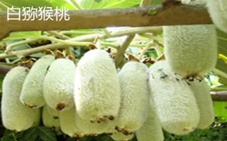 农村种什么东西有高收益,车厘子、香椿、藜麦等作物值得考虑
