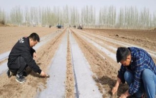 棉花适期播种原则，需适时播种