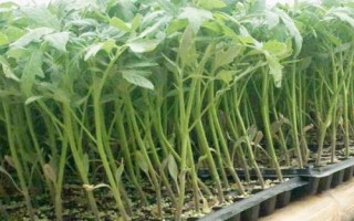 早春怎么培育番茄苗,用温水浸泡后再播种、出苗后注意控制温湿度