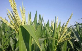 斯达204玉米种子特点,该品种属于较早熟品种
