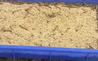 养殖蛋白虫能否赚钱,主要取决于养殖技术