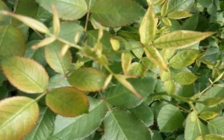 月季花叶子发黄是什么原因，可能是浇水不当或施肥错误等