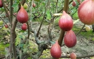 无花果的种植前景，当前市场需求大前景可观