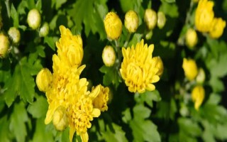 构成菊花植株结构和功能的基本单位，基本单位是细胞