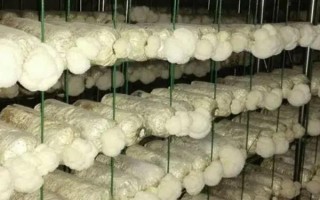 猴头菇的种植方法，用广口瓶种菌较好