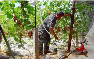 大棚葡萄如何追肥，首先要做好根部追肥