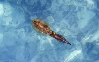 鱿鱼是哪种动物，是枪乌贼科软体动物