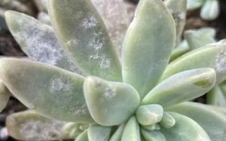 多肉的常见病及处理方法，常见的有赤霉病、炭疽病等