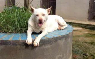 下司犬怎么养,每天只需要喂狗一次食物