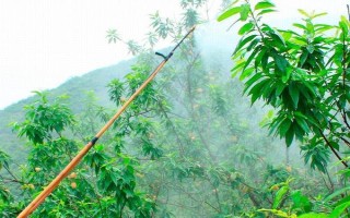 桃树什么时候用多效唑，在七月给桃树使用