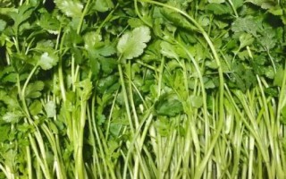 霜降过后可以在阳台上种什么蔬菜，可种植白菜、胡萝卜、大蒜等品种