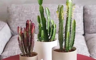 摆放龙骨花的禁忌，卧室、阴凉处、财神位都不能摆放