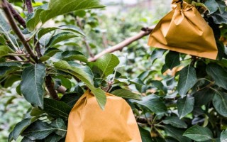 桃子不甜的原因，可能是品种或光照不够的原因