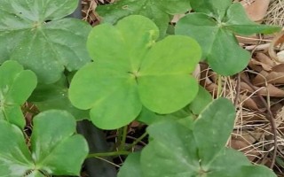 幸运草的盆栽养护方法，放在向阳处让它全天晒光