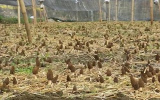 羊肚菌的种植方法，最好采用室内搭棚的方式进行