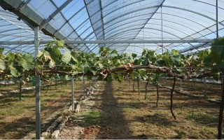 大棚葡萄如何追肥，首先要做好根部追肥