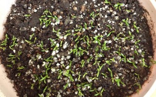 孔雀草的发芽时间，通常为播种后10天左右