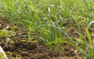 种植韭菜用什么肥料，不同生长阶段所需肥不同