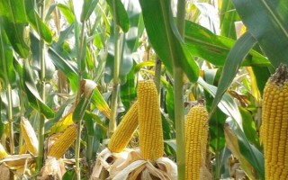 益甜608玉米种子特征特性,每亩种植3000~3200株