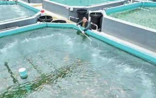 养殖锦鲤的要求，水质的酸碱度保持在6-8.5之间