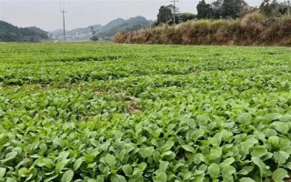 油菜为什么会僵苗，是受到干旱渍害、缺肥、病虫害等因素的影响