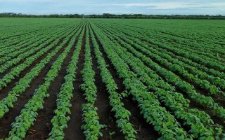 潍黑豆1号大豆种子特征特性，适宜播期为6月10～20日