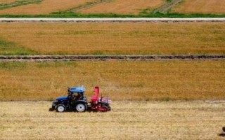 国家扶持的养殖项目,常见的有生猪、肉牛、肉羊等