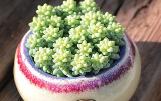 多肉玉坠的养殖方法，需确保充足的散射光照