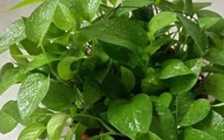 绿萝12月份能扦插吗,可以但是需注意调节室温