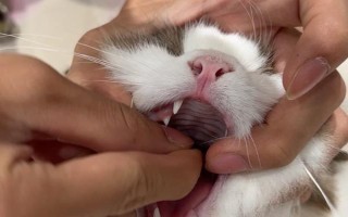 猫咪常备药品，止泻、促消化、驱虫等都是常备的