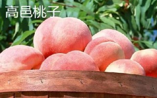 河北滦南县的特产,滦南花生被誉为东路花生