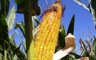 金育717玉米种子特点,品种株型紧凑