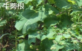 牛蒡根与牛蒡子有什么区别,主要体现在部位不同