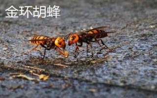 杀人蜂真的存在吗，是指某些具有攻击性和毒性的胡峰或非洲蜜蜂