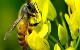 中蜂简单合群方法，对蜂群喷洒蜂蜜水后可直接混群