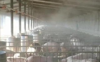 北方冬季怎么对猪圈保温，安装保温灯或锅炉、使用煤炉均能起到增温效果