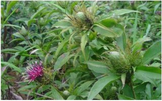 白术和苍术的区别是什么，来源、形状和产地均不同