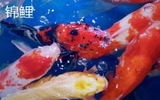 锦鲤和龙凤锦鲤有什么区别，前者的体型较大、后者的体型相对较小