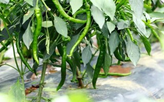 杭椒与线椒有什么区别,外观、口感、食用方法均不同