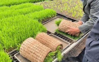 水稻壮秧剂在什么时候用，通常在秧苗移栽后使用