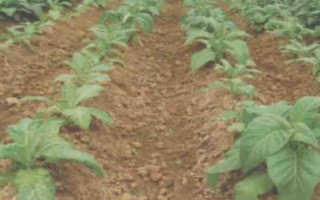 烟草花叶病的危害症状，叶脉两侧叶肉组织会渐呈淡绿色