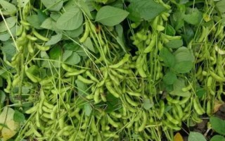 滇大豆36大豆种简介,鲜食大豆品种